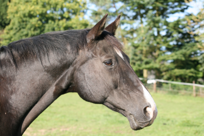 Schneewittchen-berarbeitet-2
